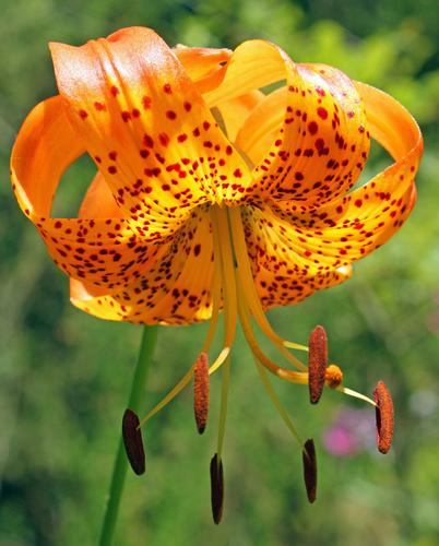 Best Tiger Lily